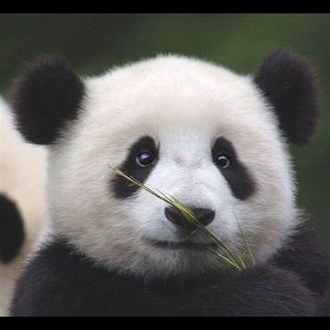 Meet your Posher, Bradie